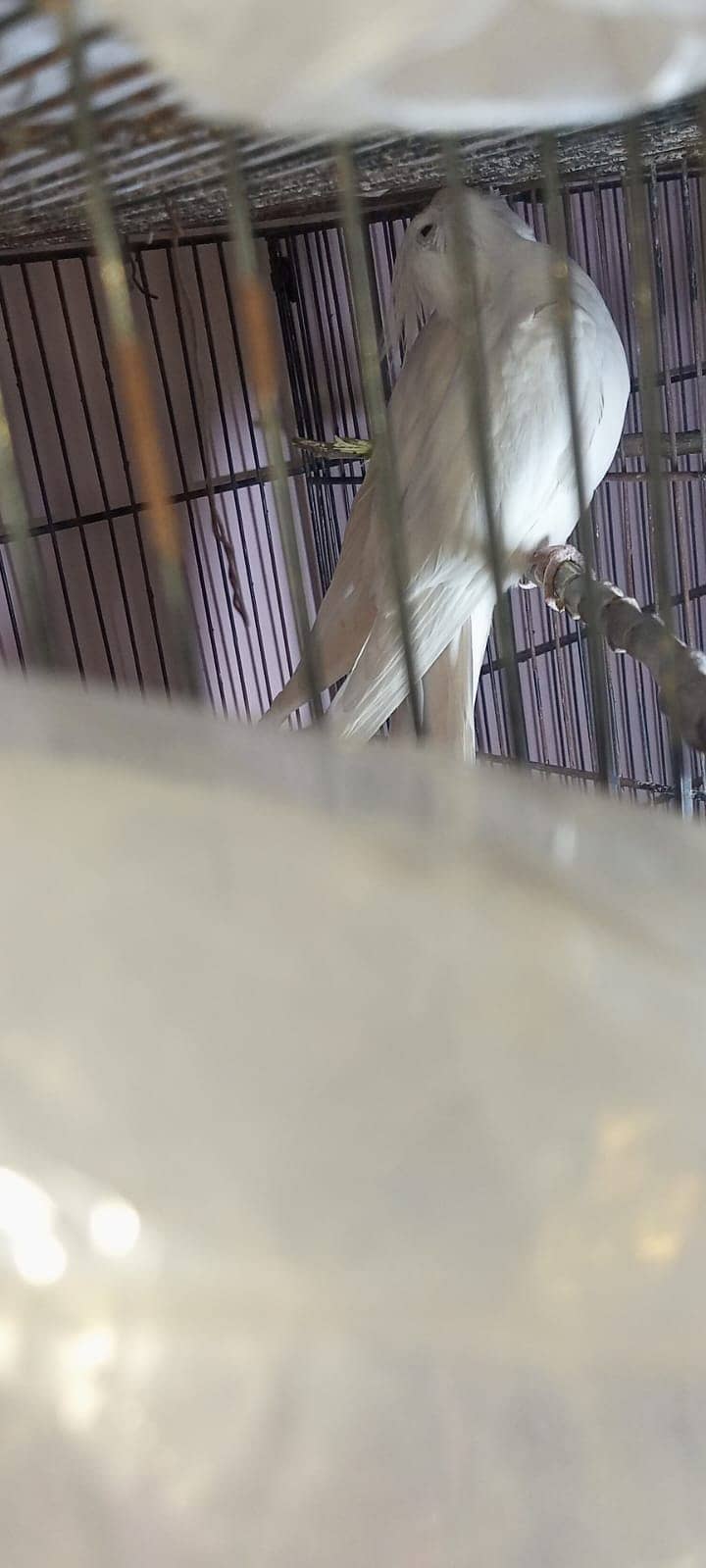 Cocktiel breeder pair. MashahAllah,healty and active. 03709041099 3