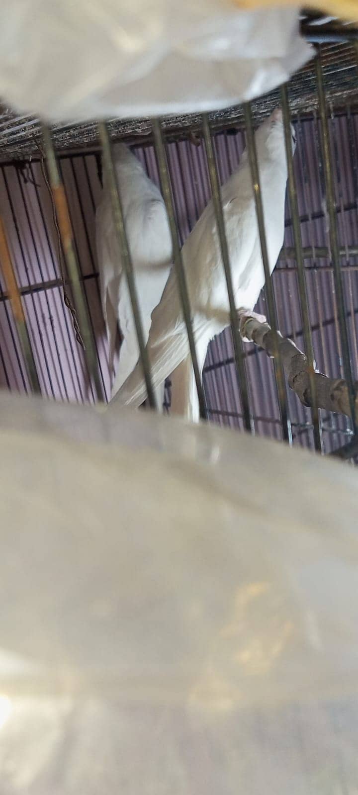 Cocktiel breeder pair. MashahAllah,healty and active. 03709041099 5