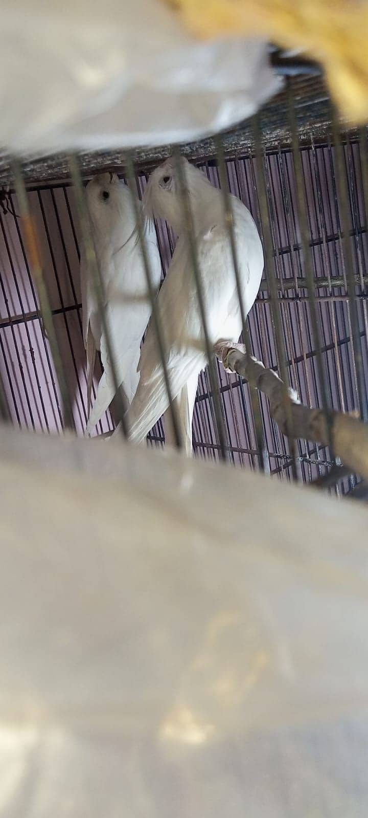 Cocktiel breeder pair. MashahAllah,healty and active. 03709041099 6