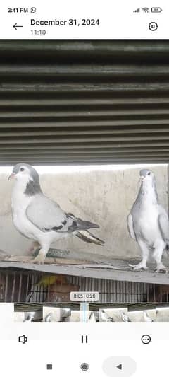 Silver sherazi pair Red sherazi male yellow sherazi male