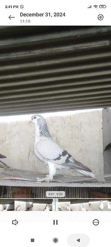 Silver sherazi pair Red sherazi male yellow sherazi male 1