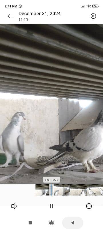 Silver sherazi pair Red sherazi male yellow sherazi male 3