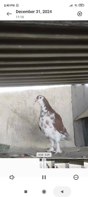 Silver sherazi pair Red sherazi male yellow sherazi male 7