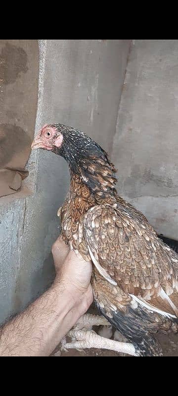 aseel  quality chiks for sale 2