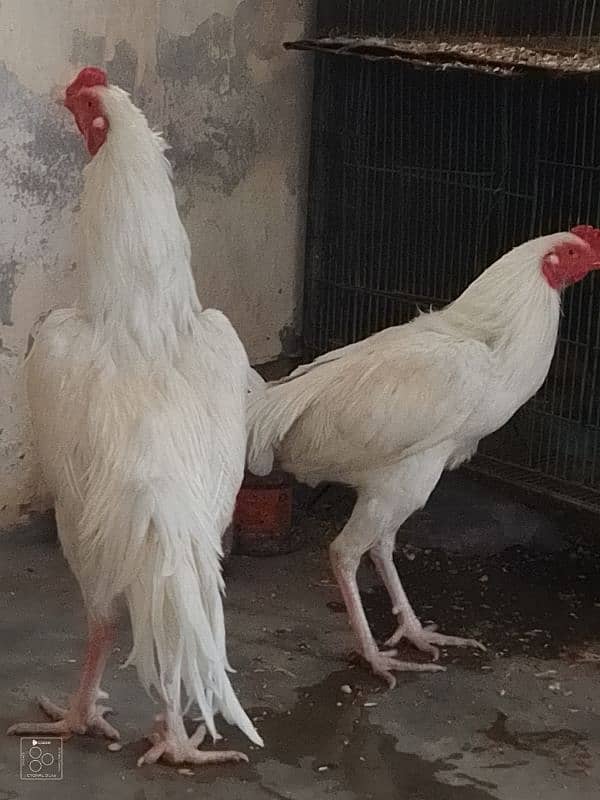 2 Heera brother for sale 2