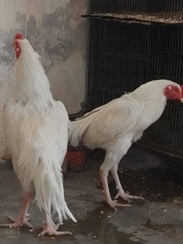 2 Heera brother for sale 4