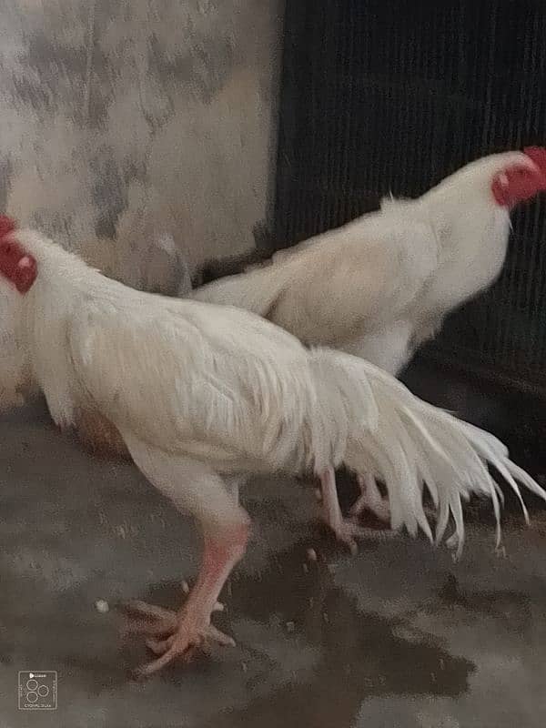 2 Heera brother for sale 5