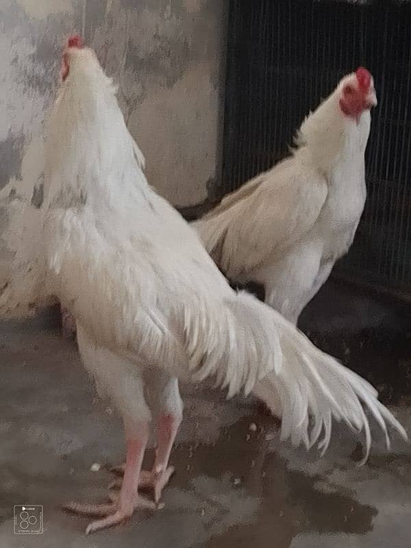 2 Heera brother for sale 7