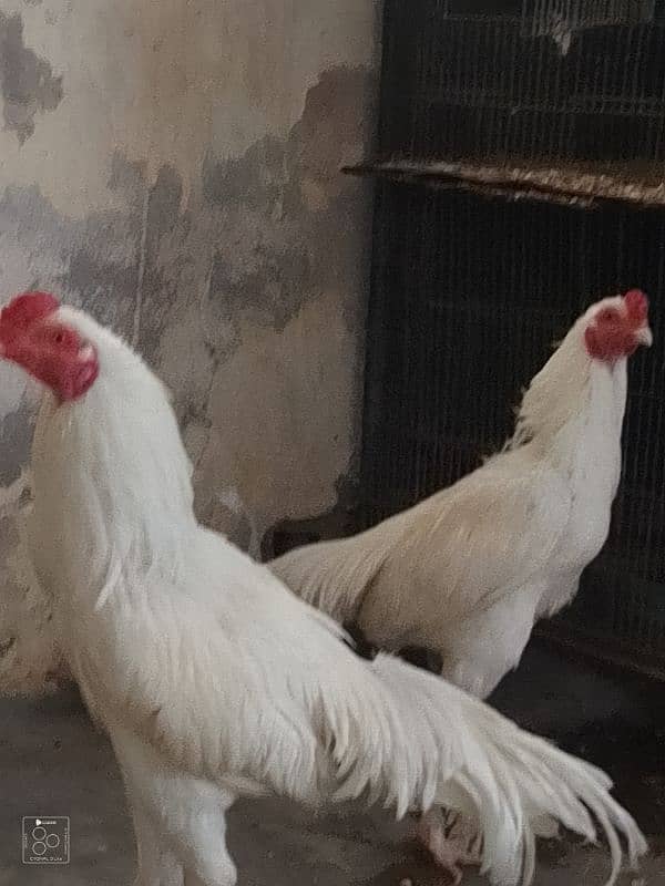 2 Heera brother for sale 9