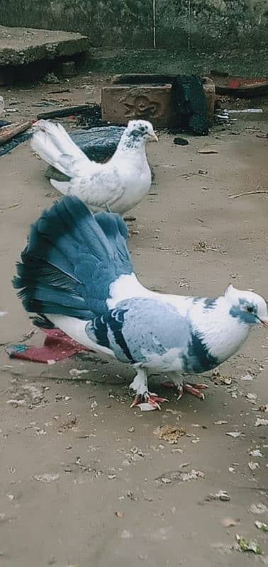 lakha pigeons for sale 0