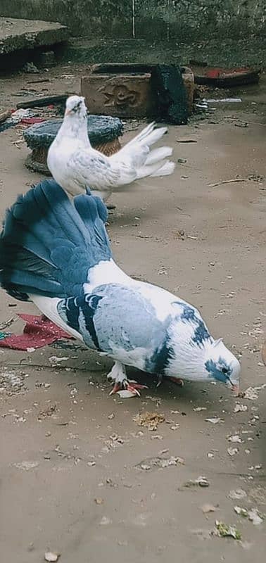 lakha pigeons for sale 1