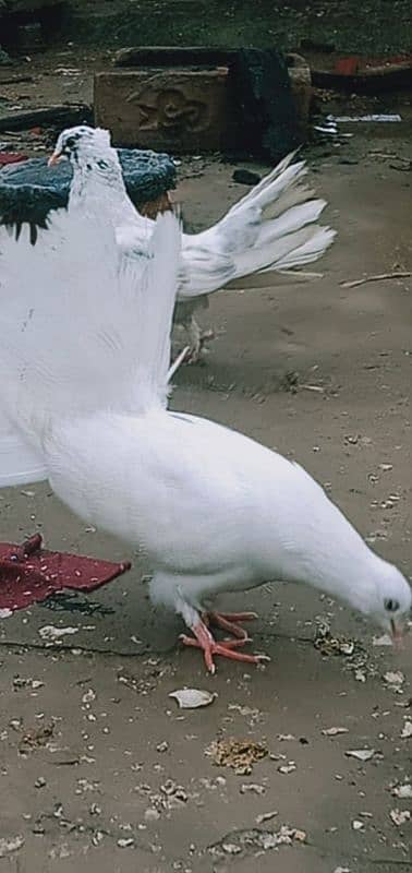 lakha pigeons for sale 2