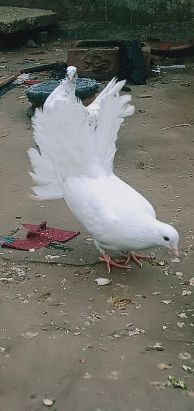 lakha pigeons for sale 3