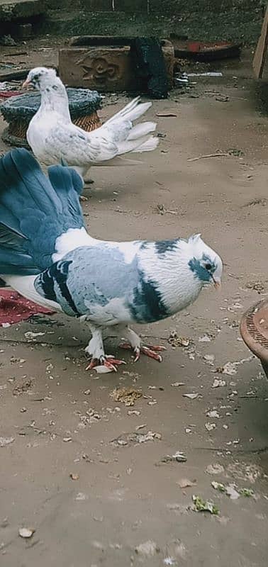 lakha pigeons for sale 4