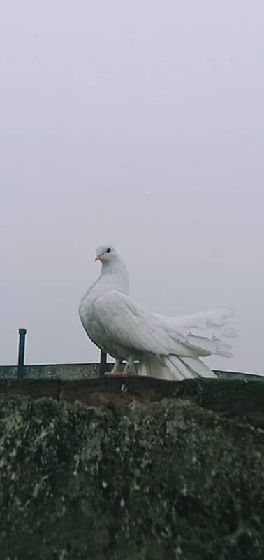 lakha pigeons for sale 5