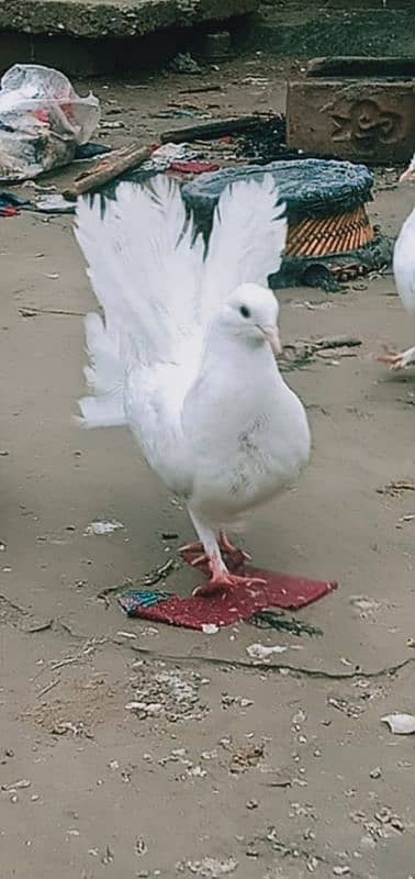 lakha pigeons for sale 6