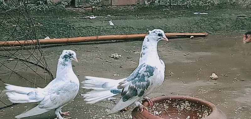 lakha pigeons for sale 7