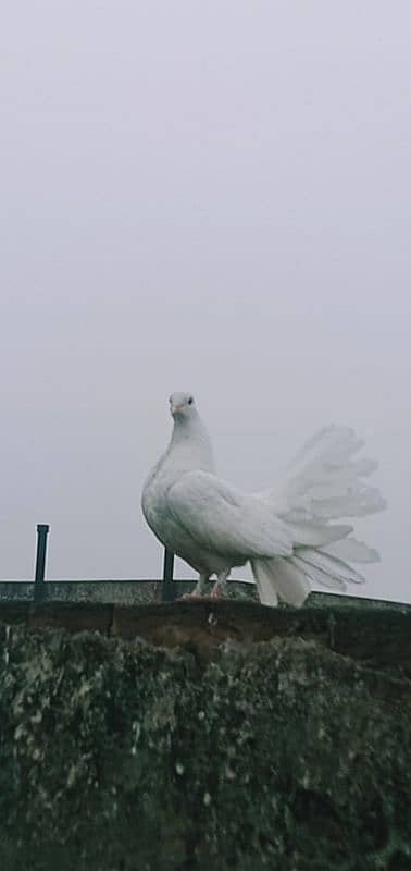 lakha pigeons for sale 8