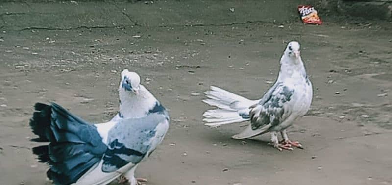 lakha pigeons for sale 9