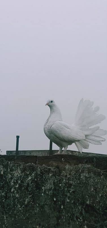 lakha pigeons for sale 10