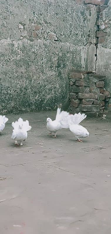 lakha pigeons for sale 11