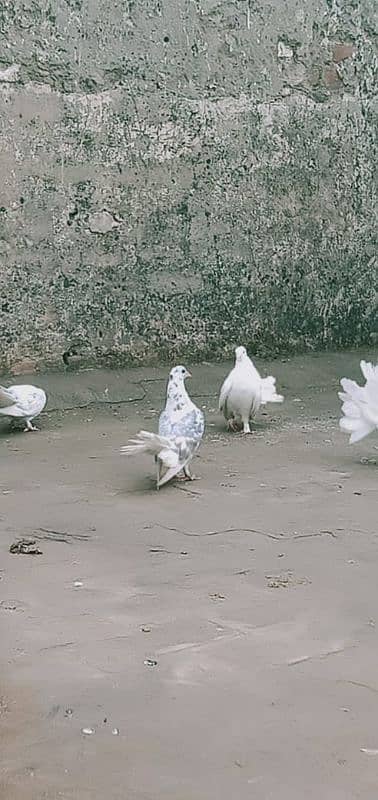 lakha pigeons for sale 12