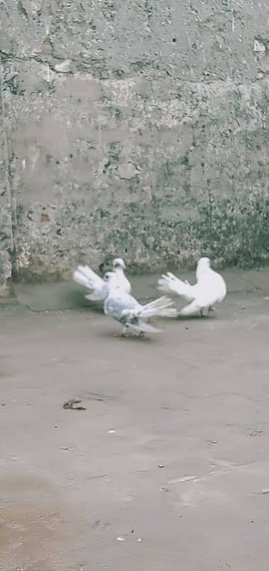 lakha pigeons for sale 13