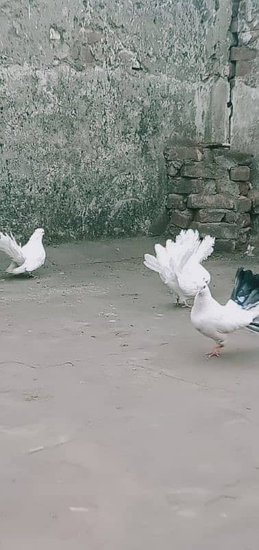 lakha pigeons for sale 14