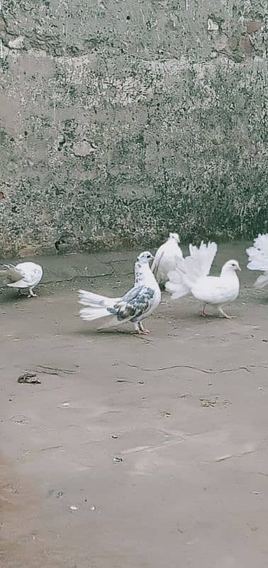 lakha pigeons for sale 15