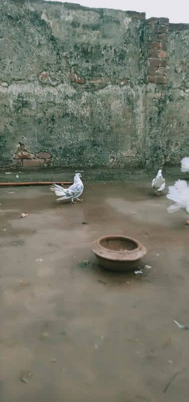 lakha pigeons for sale 16