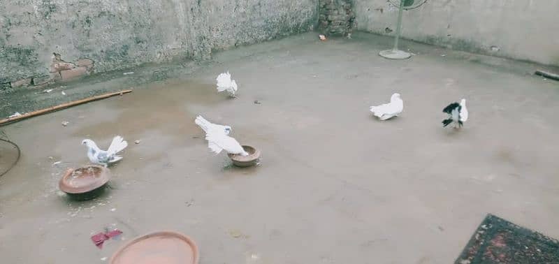 lakha pigeons for sale 17