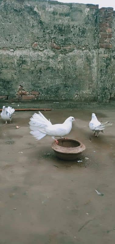 lakha pigeons for sale 18