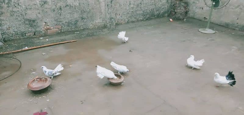 lakha pigeons for sale 19