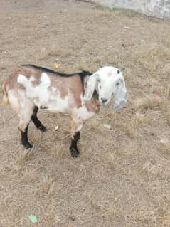 Bakra for sale