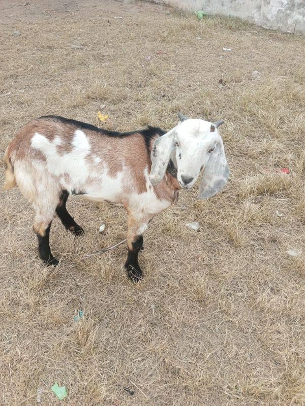 Bakra for sale 3