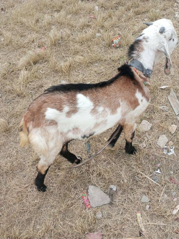 Bakra for sale 0