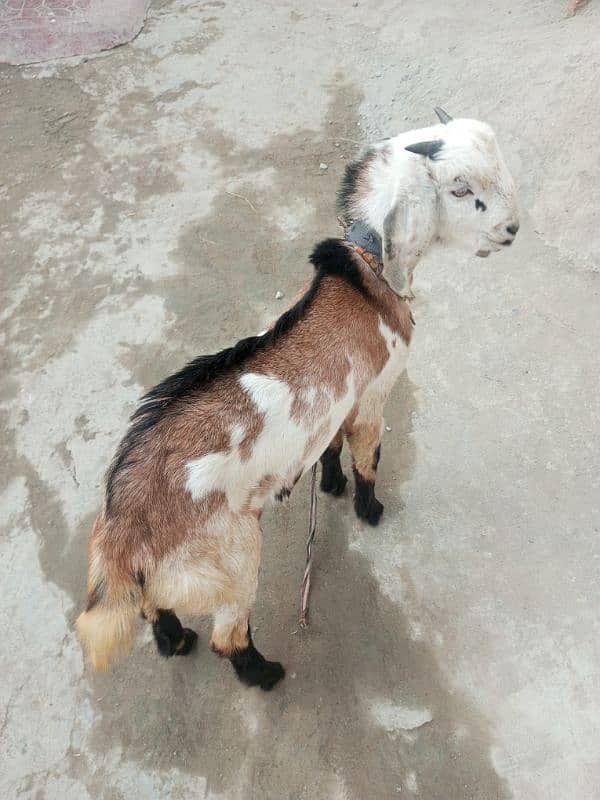 Bakra for sale 2