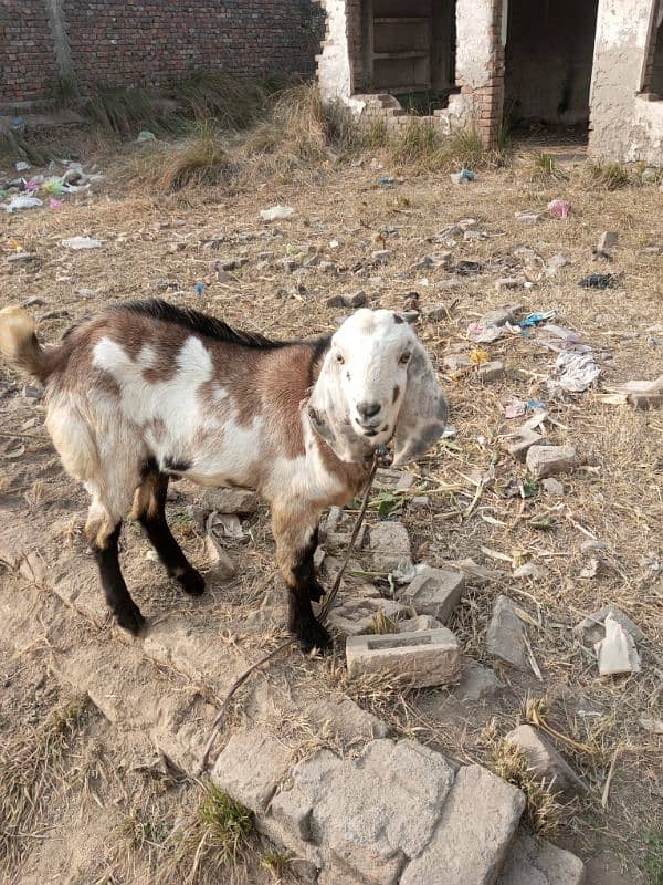 Bakra for sale 4