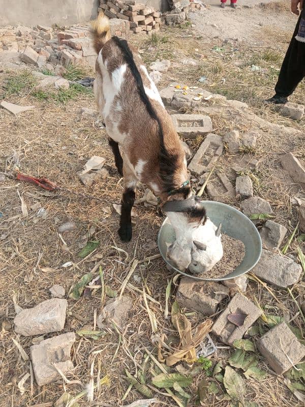 Bakra for sale 5