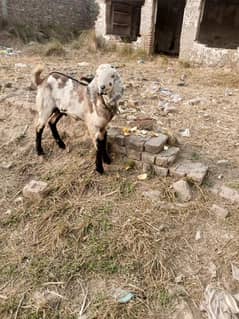 Bakra