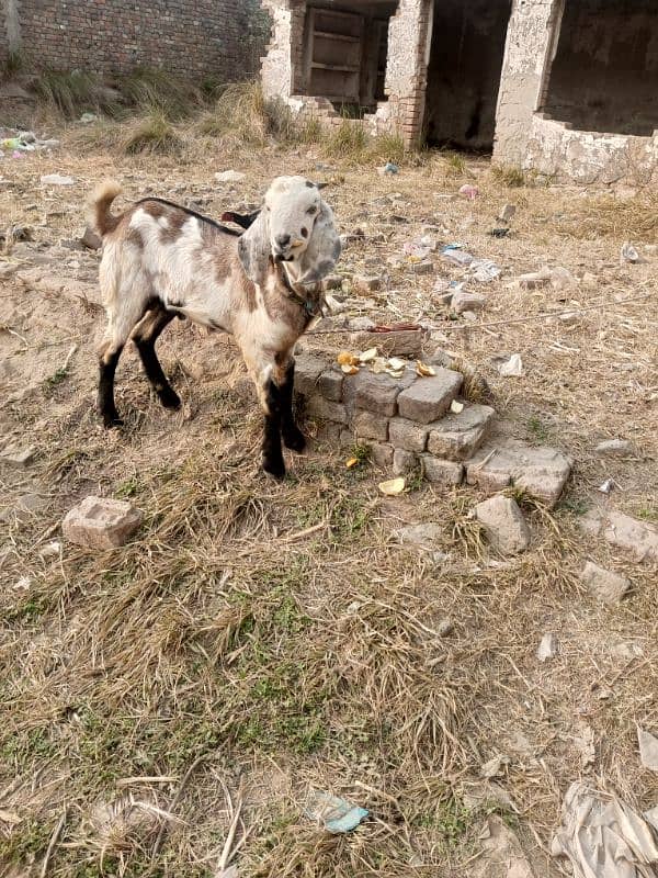 Bakra for sale 1