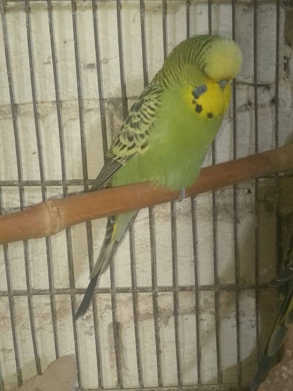 king Size budgies for sale 1