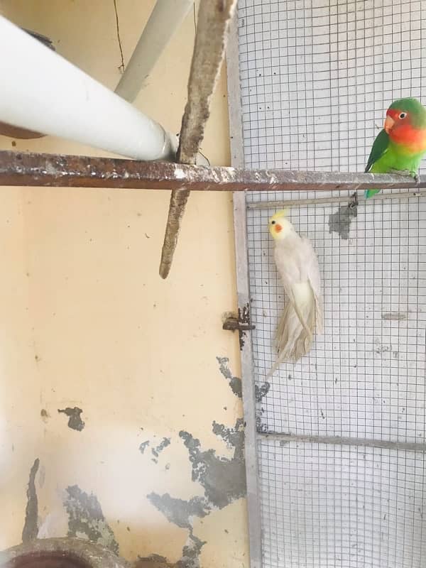 cocktail and fisher pair also want to sale cage. 5