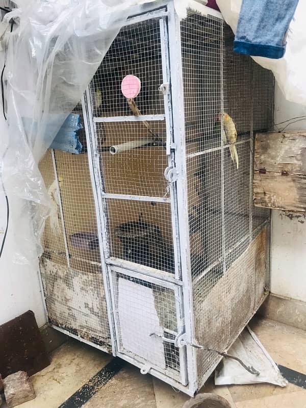 cocktail and fisher pair also want to sale cage. 7