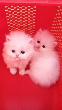 Persian kittens/long coat kittens /kitties/cat baby