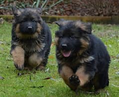 GERMAN SHEPHERD PEDIGREE PUPPIES