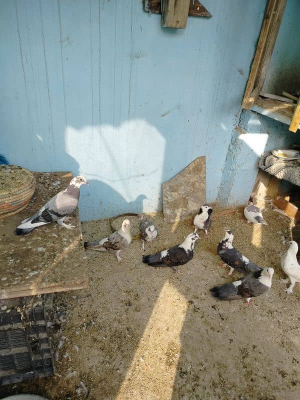 this pigeon for sale and with delivery but not free delivery 0