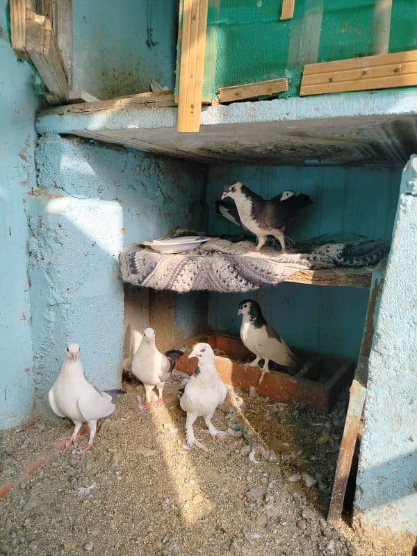 this pigeon for sale and with delivery but not free delivery 1