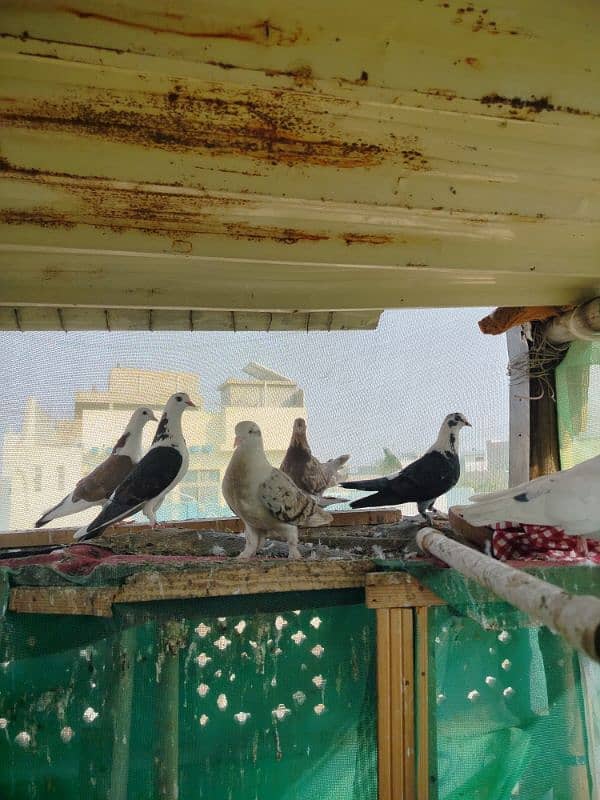 this pigeon for sale and with delivery but not free delivery 2