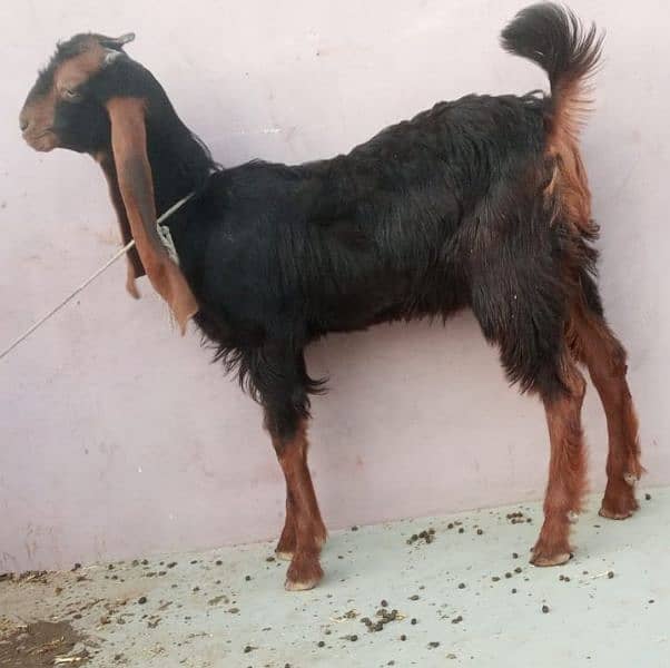 selling bakra age 4 month 1